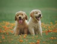 Dogs and Pets Breeders image